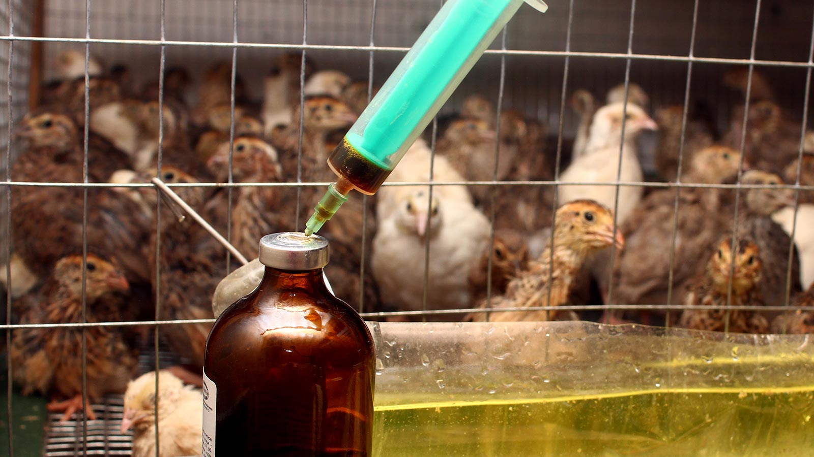 Resistencia antibioticos animales